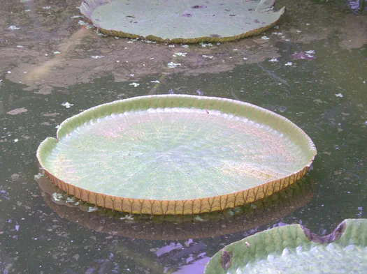 Botanische tuinen Münster (Duitsland)